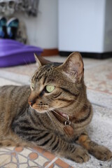 Fototapeta na wymiar Cute tabby cat portrait