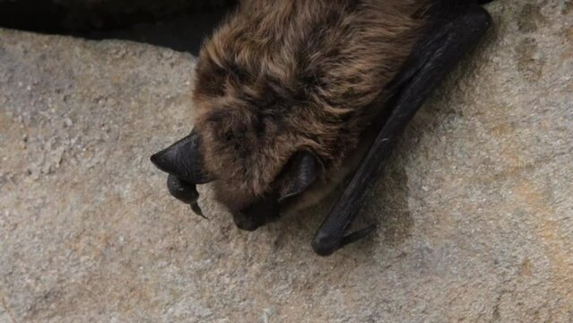 Little Brown Bat Sleeping on Building Ledge During Daytime