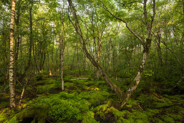 Steinhuder Meer - the shore path at the moor hut - a densely overgrown moor path. Birch forest