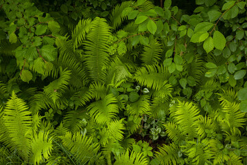 lush green with fern bush in the forest - leaves background at Steinhuder Meer
