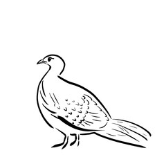 black and white bird coloring book. parrot. pigeon. Asia