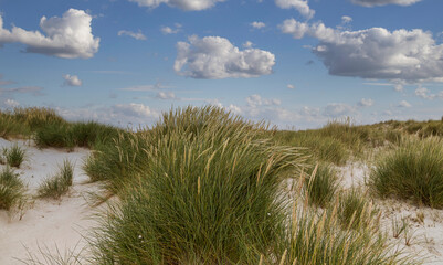 Sand dune and dune grass on the north beach of Heligoland island.