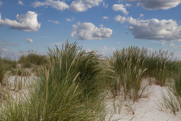 Sand dune and dune grass on the north beach of Heligoland island.
