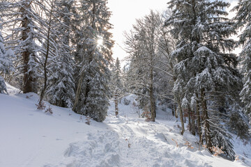 Forêt de Haute-Savoie sous la neige en hiver