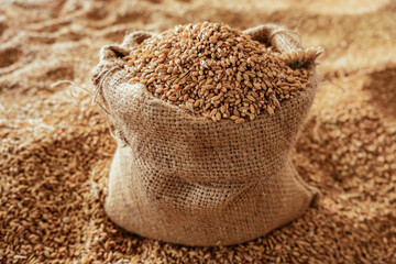 Harvested wheat grain in a linen sack