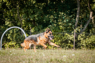 german shepherd dog