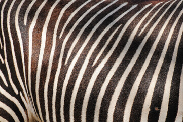 Fototapeta na wymiar Patterns of black and white lines on the fur of a zebra at the San Diego Zoo, California