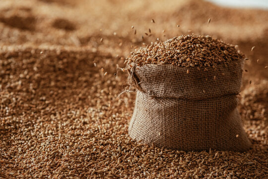 Harvested wheat grain in a linen sack