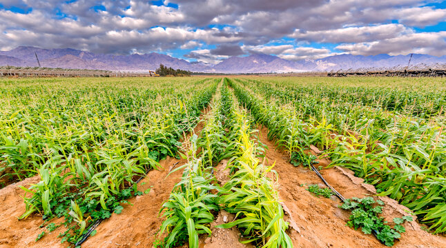 Panorama. Field with ripening corn in desert.  Image depicts advanced sustainable and GMO free agriculture industry in arid and desert areas of the Middle East