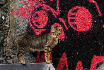 stray cat in front of a wall with skull graffiti