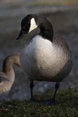 Close-up of a gray black wild goose walking in a meadow. A body of water in the background. The image is in portrait format.