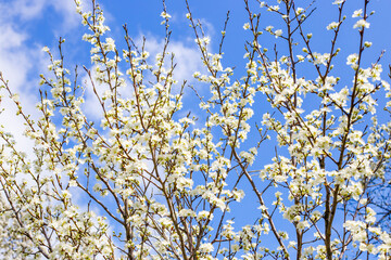 Garden blooms in the spring on a sunny day. White flowers on the branches of fruit trees