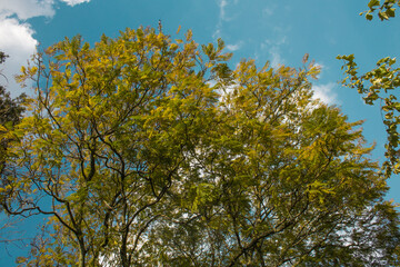 Día soleado en el parque bajo un árbol