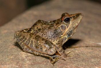 Sharp-nosed Grass Frog (Ptychadena oxyrhynchus)	