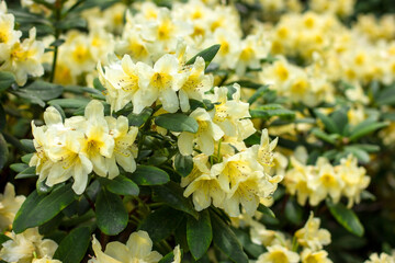 Yellow rhododendron or floral background