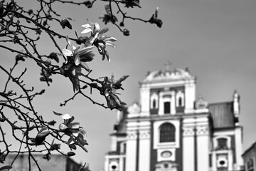Blooming magnolia flowers against the background of the baroque church facade in the city of Pozna - obrazy, fototapety, plakaty