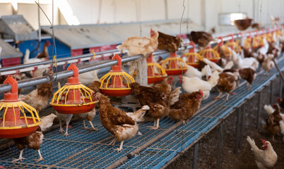 White and brown chickens eat from a feeder in a poultry farm 