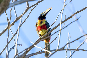 木の枝にとまるアカハシムナフチュウハシ