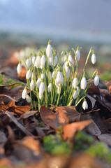 Tender white snowdrops growing in between the green grass and fallen leaves