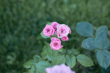 beautiful rose bush, blooming profusely in the summer garden, raindrops on the flower.