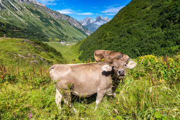 Fototapeta na wymiar Cows grazing in Alps