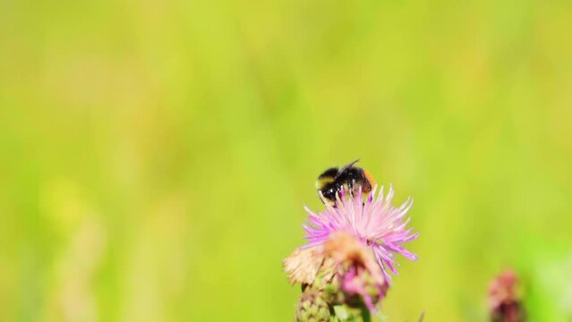 Hairy bumblebee collects nectar from a flower and then flies away, slow motion 500p
