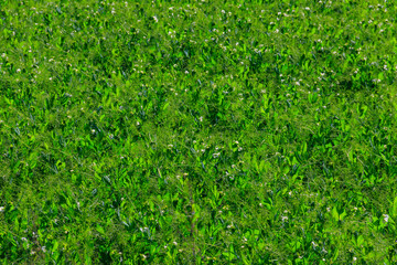 View of the green pea field at spring