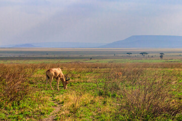 Coke's hartebeest (Alcelaphus buselaphus cokii) or kongoni in Serengeti national park in Tanzania, Africa