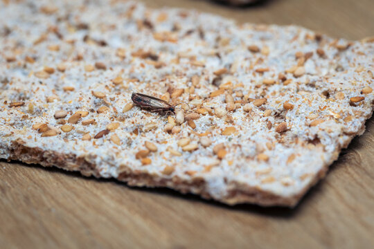 food moth caterpillar on crispbread