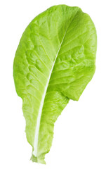 lettuce green leaf salad isolated on transparent background