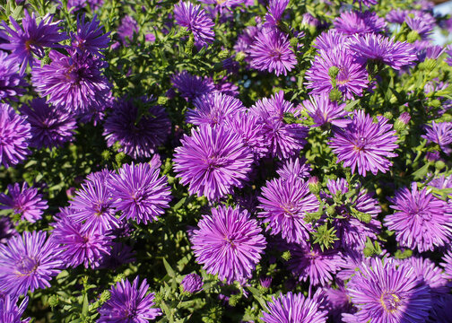 Symphyotrichum novae angliae Grape Crush purple flower in the garden design.