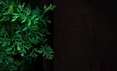 Ruta Graveolens (grass of grace) close up. Bluish green. Warm colored wooden space. Blurred dark background. Copy space. Vignette