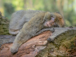 Barbary macaque