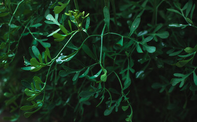 Ruta Graveolens (herb of grace) close up. Bluish green. Blurred background