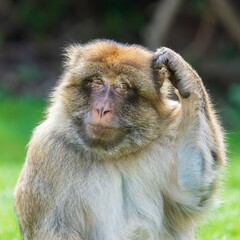 Barbary macaque