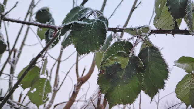 Blackberry leaves with thorns covered with hoar frost in winter weather close-up