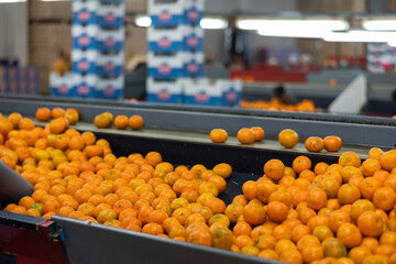 Pile of fresh ripe orange tangerines on conveyor belt of sorting production line at fruit farm .. © JackF
