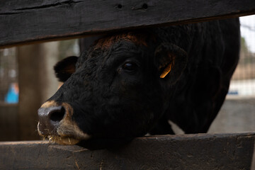 Feeding a cow in a stall at a livestock farm