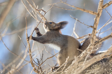 Fototapeta premium 木の上のリス