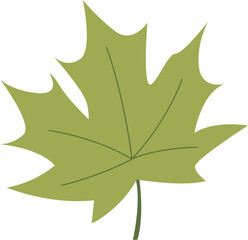 Green leaf maple