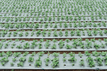 Green vegetables pattern on a farmland crop plantation fertile soil