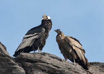 Cóndor Andino (Vultur gryphus), macho y su hijo subadulto perchados en una roca volcánica del...