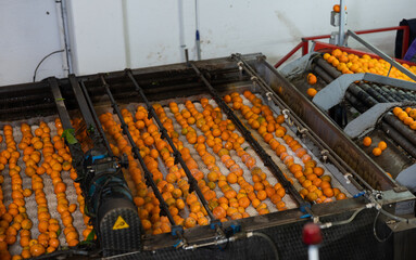 Process of cleaning citrus fruits in sorting factory. Freshly harvested ripe tangerines going through washer machine with soft roller brushes thoroughly washing skin with foam detergent.. © JackF