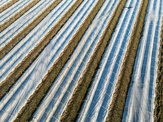 Folientunnel in der Landwirtschaft