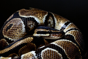 Nature's Harmony: A Macro Perspective on Perfection and Beauty