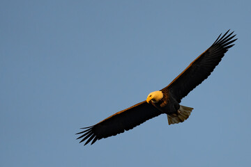 Obraz premium Adult Bald Eagle in Flight against a blue sky in Golden Light