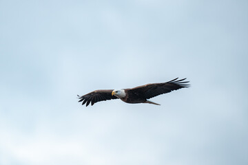 Adult Bald Eagle in Flight against a blue sky