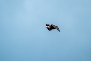 Adult Bald Eagle in Flight against a blue sky