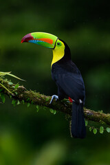 Keel-billed Toucan portrait on mossy stick  against dark green background