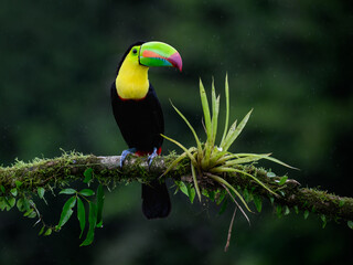 Keel-billed Toucan portrait on mossy stick and rainy day against dark green background